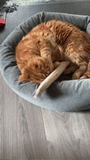 Knotty Kitty Kicker