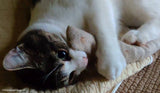 Knotty Kitty Kicker
