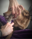 Handmade hemp finger toothbrush for dogs made in Ontario

Natural dog dental care finger brush with hemp canvas

Reusable hemp toothbrush for cleaning dog teeth

Olivia let's her huMom clean her teeth with  her handmade hemp finger brush.