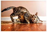Dot & Jerry's Knotty Nip organic catnip 

Human-grade organic catnip for cats and playtime

Canadian organic catnip treat for bonding and play
